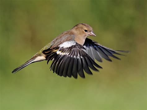 Chaffinch Nesting Behaviour Eggs Location Birdfact