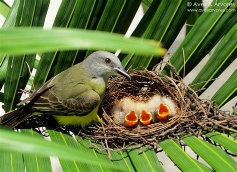 Aves Rvores A Emo O De Observar Ninhos