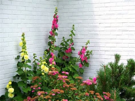 16 Different Varieties of Hollyhocks For Your Garden - AMERICAN GARDENER