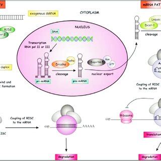 Gene silencing mechanisms of through siRNA and miRNA | Download ... 