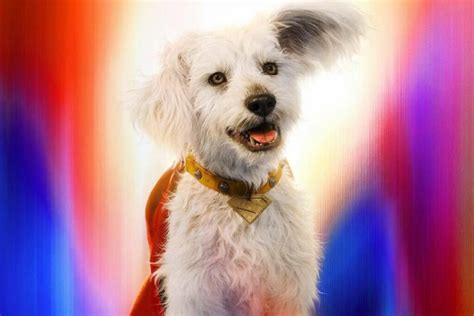 ¡Krypto roba corazones en Google! Esto sucede al buscar ‘Superman’ - El ...
