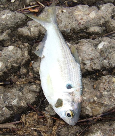 Gizzard Shads Wildlife Of Jackson Lake State Park INaturalist