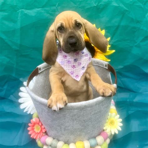 Petland Pensacola, Florida - Buy Puppies, Pets & Dog Supplies