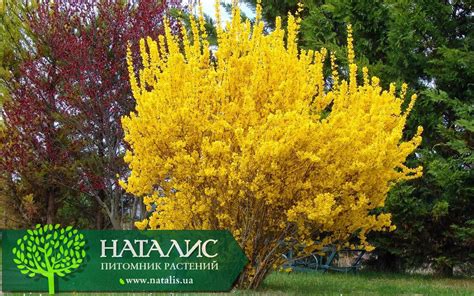 Форзиция промежуточная ‘Spectabilis’ - купить в питомнике растений НАТАЛИС