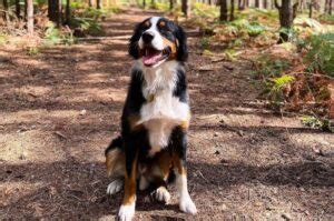 23 Adorable Border Collie Mixes You Won’t Be Able To Resist
