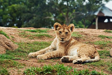 Cub Photos, Download The BEST Free Cub Stock Photos & HD Images