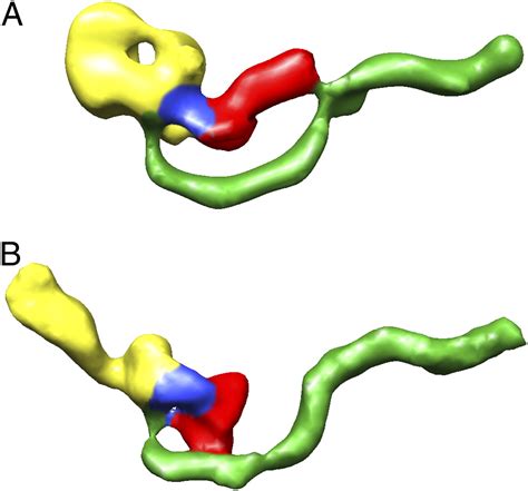 Structural Organization Of The Functional Domains Of Clostridium