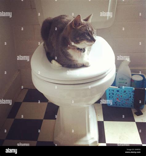 Cat On The Toilet Stock Photo Alamy