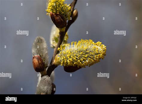 Colourful Macro Detail Of Male Pussy Willow Catkins Salix Caprea