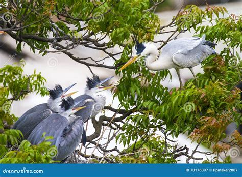 The Grey Heron And It S Three Baby Stock Image Image Of Mother Shout
