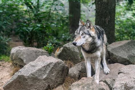 picture wildlife wild forest wolf nature fur animal stone