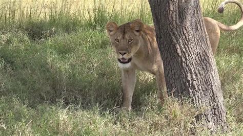 Kl Tze Mann Bei Sex Mit Pferd Gefilmt Polizei Jagt Tierqu Ler