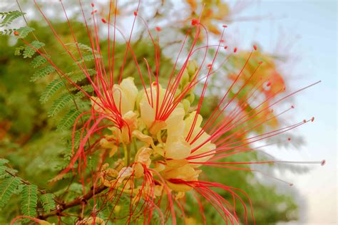 5 Types of Bird of Paradise Plants