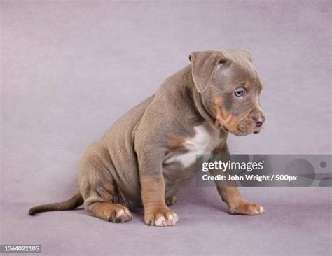 Pitbull Purebred Photos And Premium High Res Pictures Getty Images