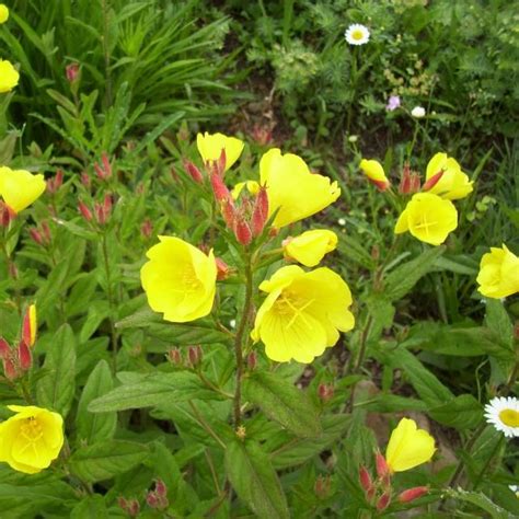 Best Lemon Drop Flowers Perennial For Sale In Bedford County