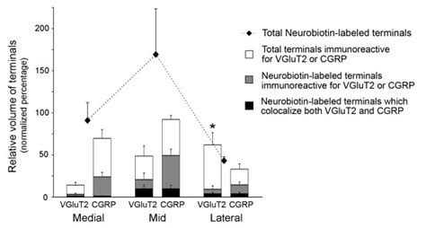 Distribution Of Anterogradely Labeled Vglut2 Ir And Cgrp Ir Terminals