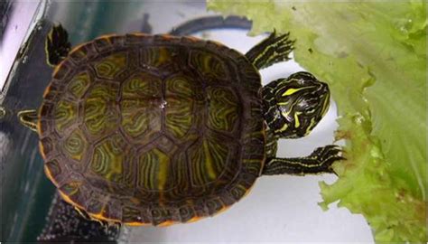 Free Picture Northern Red Bellied Cooter Turtle Hatchling
