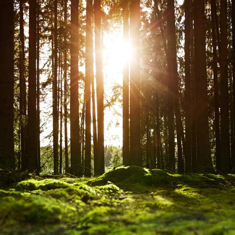 Sustainable wood sources will soon be used for all Ikjea 15