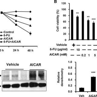 AICAR Enhances 5 FU Induced Increase In Caspase 3 Cleavage And Activity