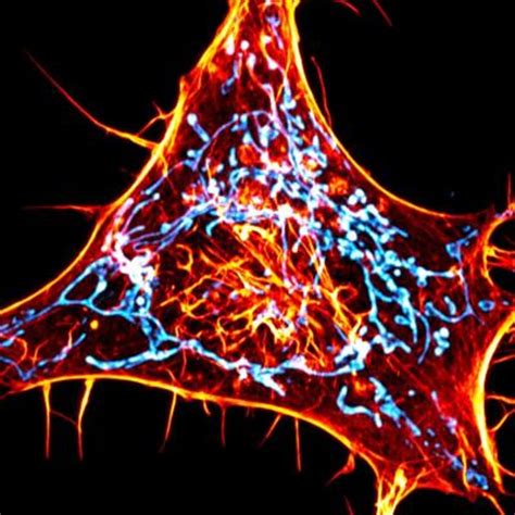 microscopy tools reveal    role  actin cell