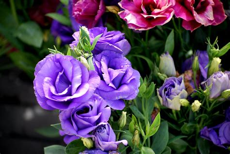 Dsc Lisianthus Mariachi Blue Roger S Gardens Newpo Flickr