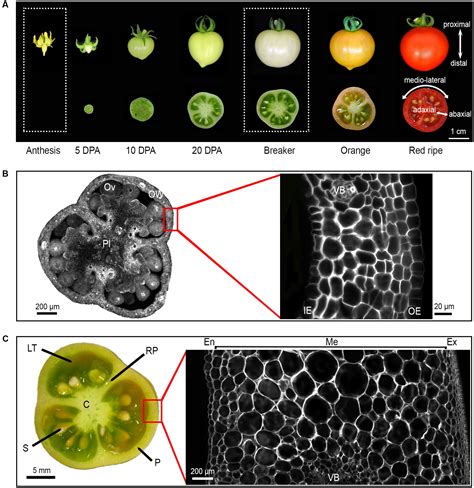 Frontiers Identification Of Two New Mechanisms That Regulate Fruit