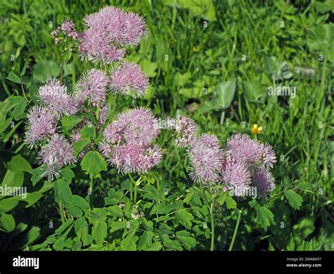 clusters  fluffy pink flowers  greater meadow rue thalictrum