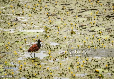 Northern Jacana Photos And Premium High Res Pictures Getty Images