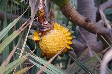 30+ Бесплатные Pandanus Veitchii & Панданус изображения - Pixabay