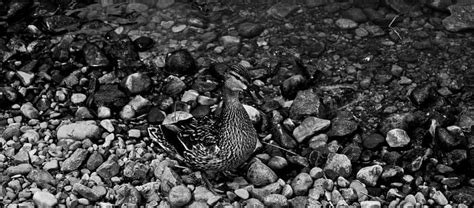 science evidence  proof    scientific proof  fact