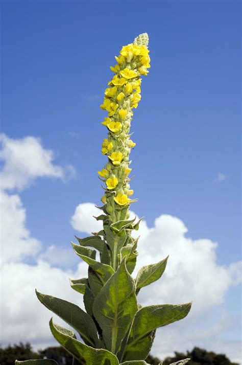 Great Mullein Verbascum Thapsus Photograph By Duncan Shaw Pixels