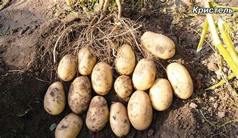 Сорт картофеля «Кристель (Cristel)» – описание и фото