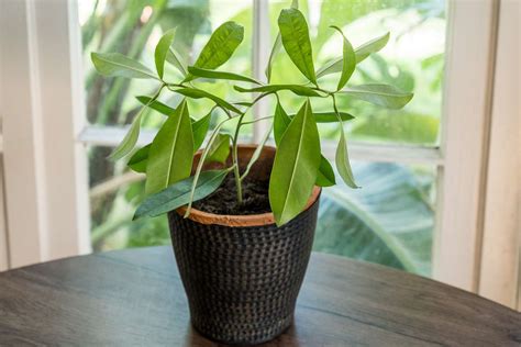 Yerba Mate Plant Shaniquehailey