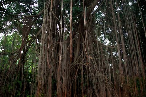 Free Images Tree Branch Wood Sunlight Flower Trunk Jungle