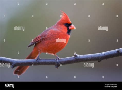 Northern Cardinal Cardinalis Cardinalis Cardinalis Common Subspecies