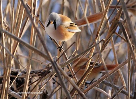 Mighty Fine Tits Focusing On Wildlife