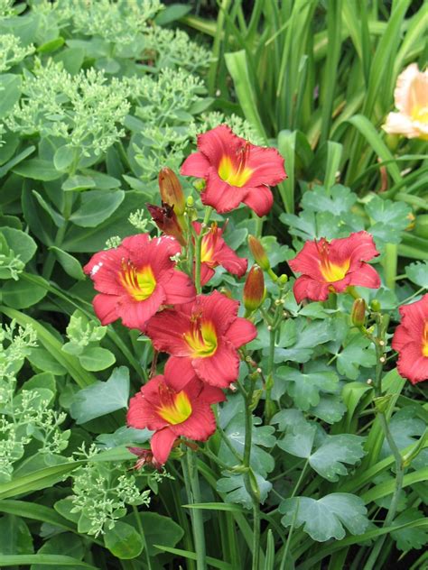 Daylily, Ruby Stella - TheTreeFarm.com