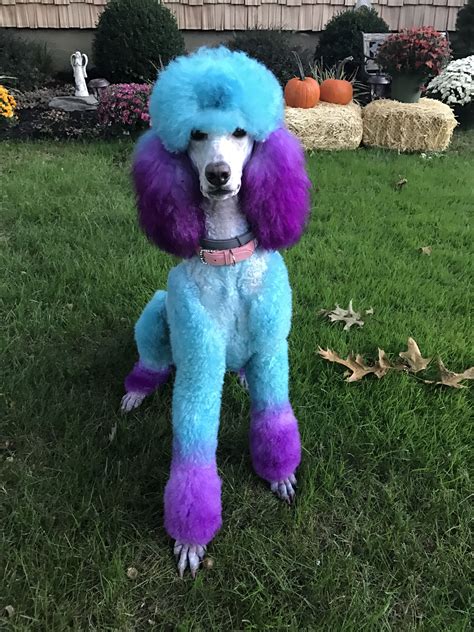 20 Poodle haircut ideas | poodle haircut, poodle, poodle grooming