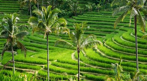 The most beautiful rice fields in Bali | thingstodoinbali.com