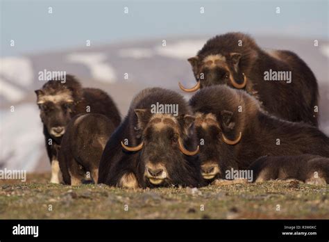 Musk Ox Herd Resting Stock Photo Alamy