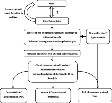 Schematic diagram showing interaction of osteoarthritis (OA) and uric ...