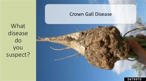 Crown Gall Disease