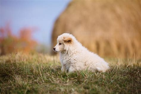 Alpine Spaniel Images Free Download On Freepik