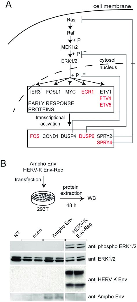 Herv K Env Activates The Erk12 Mapk A Overview Of The Erk12 Mapk Download Scientific