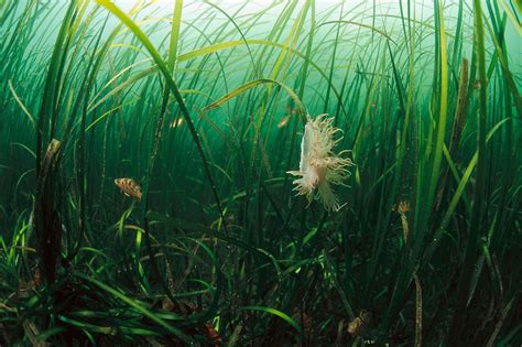 Ocean Heat Waves Are Killing Underwater Life Threatening Biodiversity