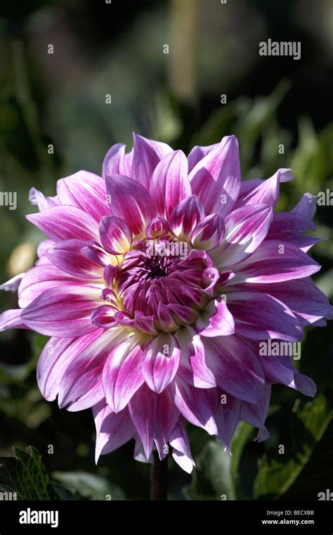 Gitts Perfection Dahlia Hi Res Stock Photography And Images Alamy