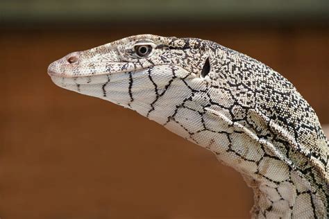 Australian Reptiles in the arid Outback - The Wildlife Diaries