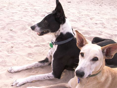 Can Two Male Dogs Ever Get Along Without Fighting? - The Cat and Dog House
