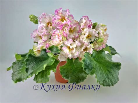 Фиалки Морев, НК, НД, ВаТ, ПТ, ЕК