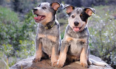 Australian Cattle Dog Australian Shepherd Mix